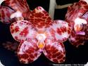 Phal. gigantea